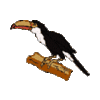 GIF animado (7464) Tucan toco