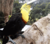 GIF animado (7466) Tucan tropical