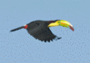 GIF animado (7470) Tucan volando