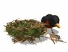 GIF animado (7126) Turdus migratorius