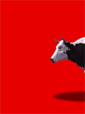 GIF animado (10098) Vaca