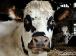 GIF animado (10132) Vaca