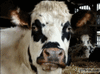 GIF animado (10132) Vaca