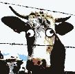 GIF animado (10150) Vaca loca
