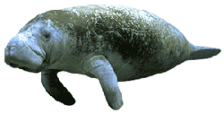 GIF animado (5915) Vaca marina