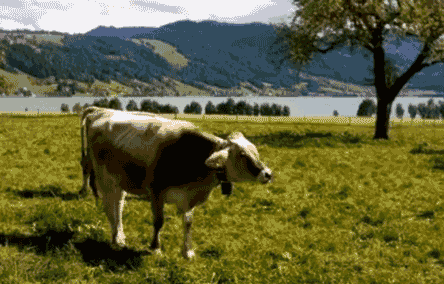 GIF animado (10159) Vaca pastando