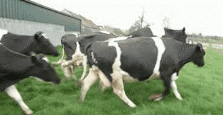 Imagen GIF de Vacas corriendo animado