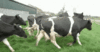 GIF animado (10166) Vacas corriendo
