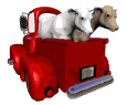 GIF animado (10170) Vacas en una camioneta