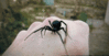 GIF animado (6654) Viuda negra mano