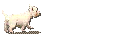 GIF animado (11076) West highland white terrier