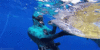 GIF animado (16573) Buzo tortuga marina