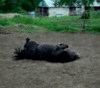 GIF animado (24039) Caballo divertido