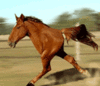 GIF animado (24040) Caballo divertido