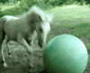 GIF animado (24042) Caballo jugando pelota