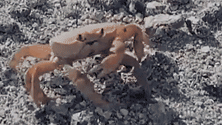 GIF animado (24048) Cangrejo desmontable