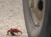 GIF animado (24049) Cangrejo divertido