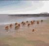 GIF animado (24053) Cangrejos contra gaviota