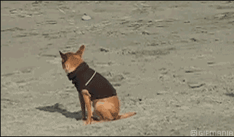 GIF animado (24293) Cuervo asustando perro