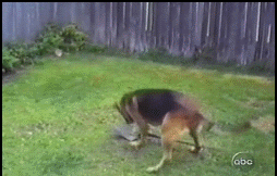 GIF animado (24103) Cuidado con el perro