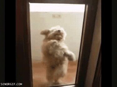 GIF animado (24105) El perro bailarin