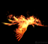 GIF animado (21616) Fenix