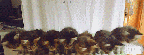 GIF animado (24060) Gatitos hipnotizados