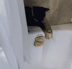 GIF animado (24061) Gato agua
