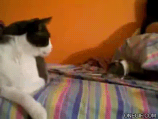 GIF animado (24062) Gato atacado por una cobaya
