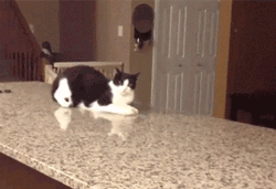GIF animado (24063) Gato caminando