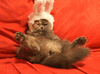 GIF animado (24064) Gato conejo