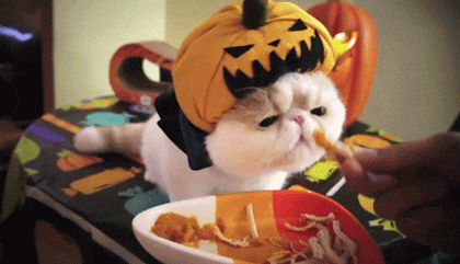 GIF animado (22667) Gato disfrazado calabaza