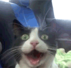 GIF animado (24065) Gato divertido