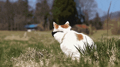 GIF animado (24066) Gato gafas sol