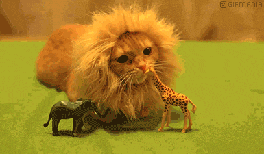 GIF animado (24068) Gato leon