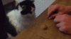 GIF animado (24069) Gato listo