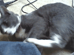 GIF animado (24072) Gato rascandose