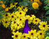 GIF animado (22166) Gnomo flores
