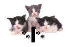 GIF animado (29935) Letra i gatitos
