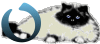 GIF animado (29967) Letra o gato angora