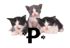 GIF animado (29942) Letra p gatitos