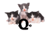GIF animado (29943) Letra q gatitos