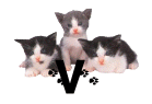 GIF animado (29948) Letra v gatitos