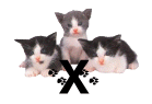 GIF animado (29950) Letra x gatitos