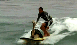 GIF animado (24212) Llama surfera