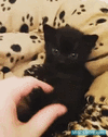GIF animado (121504) Lobezno se ha reencarnado en este tierno gatito
