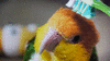 GIF animado (24089) Loro cepillandose