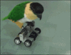 GIF animado (24090) Loro patines