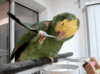 GIF animado (24091) Loro rascandose