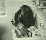 GIF animado (24083) Mono lavando gato
